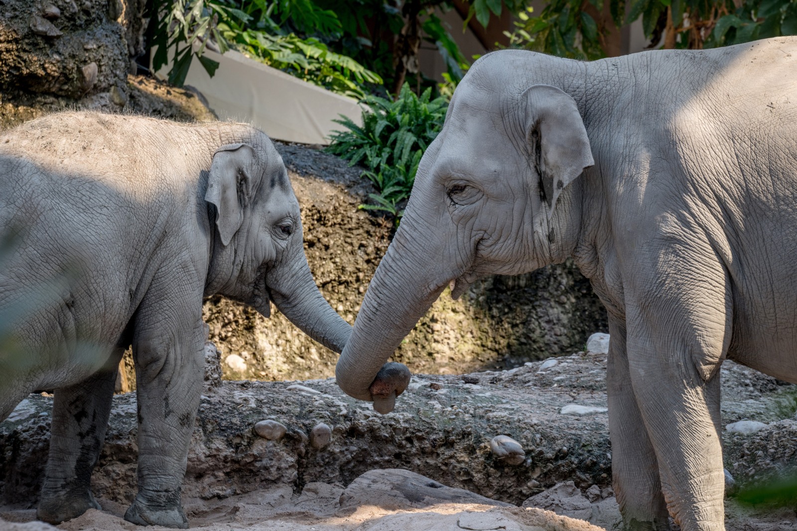 Asiatischer Elefant