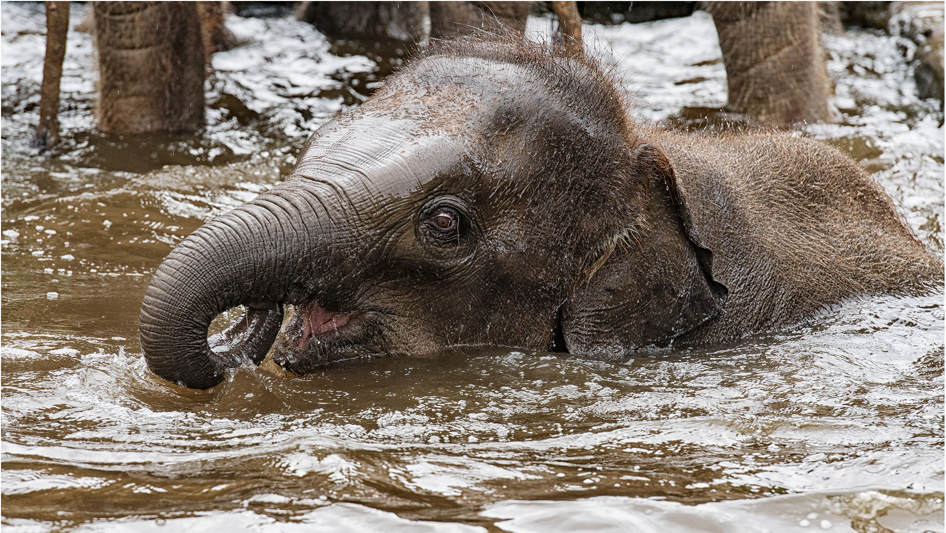 Asiatischer Elefant