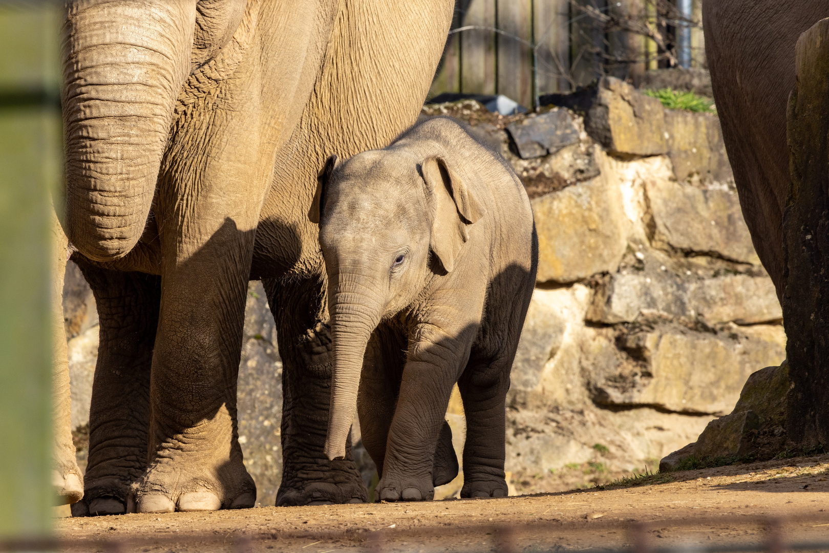 Asiatischer Elefant