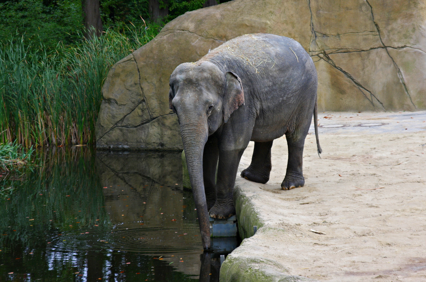 Asiatischer Elefant