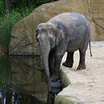 Asiatischer Elefant