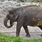 Asiatischer Elefant (Elephas maximus)