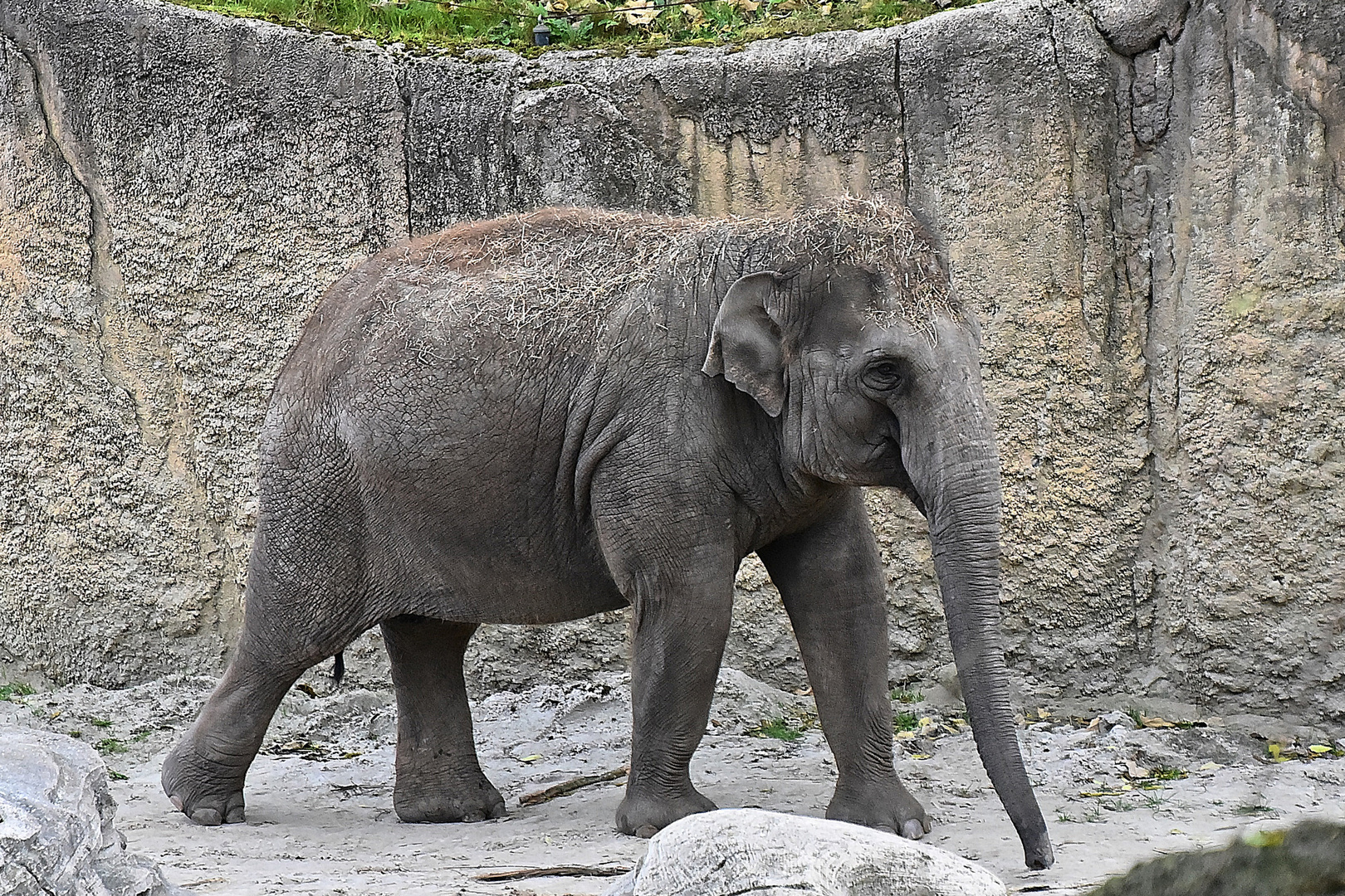 Asiatischer Elefant (Elephas maximus)