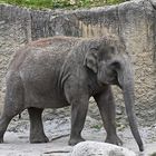 Asiatischer Elefant (Elephas maximus)