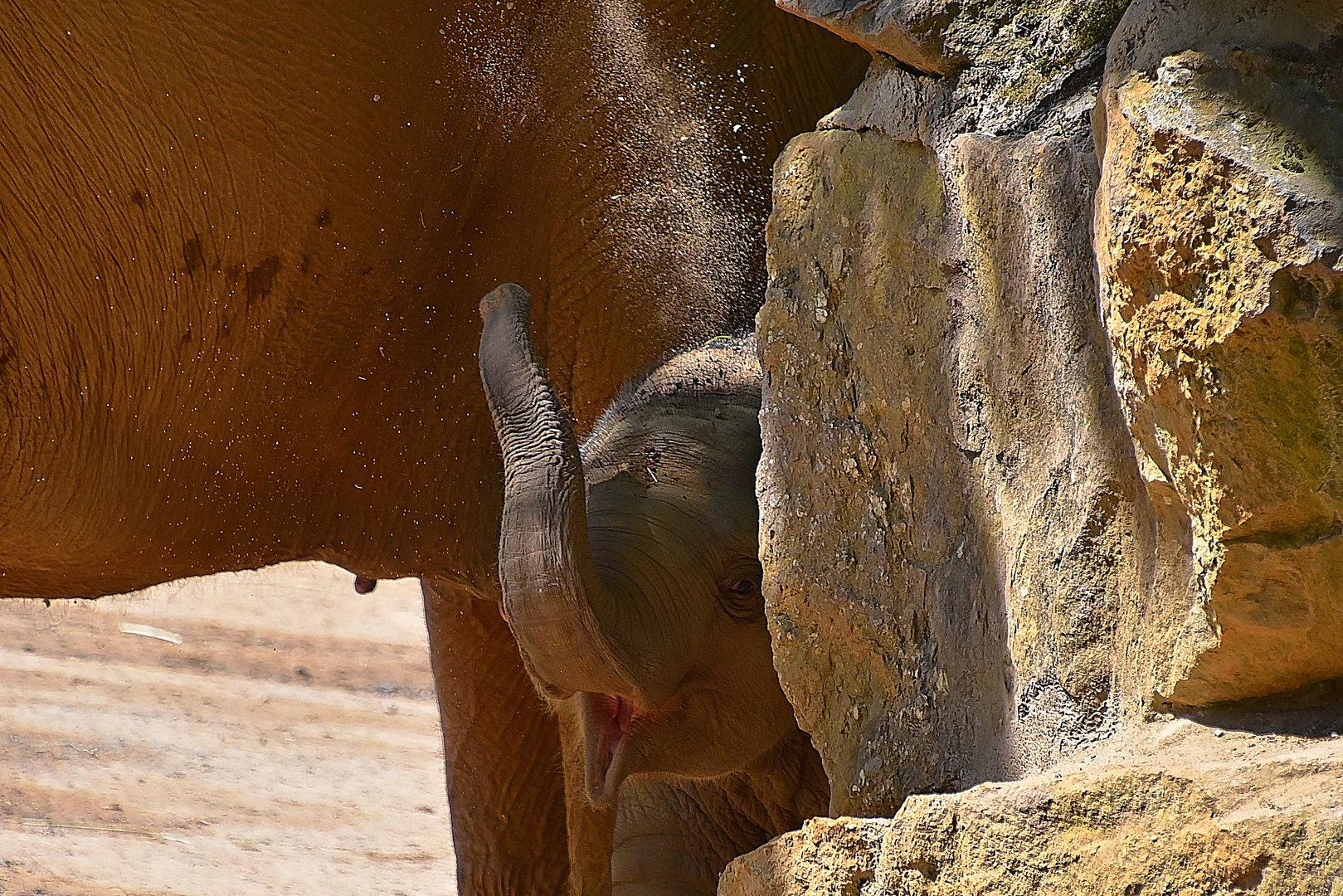 Asiatischer Elefant  (Elephas maximus)