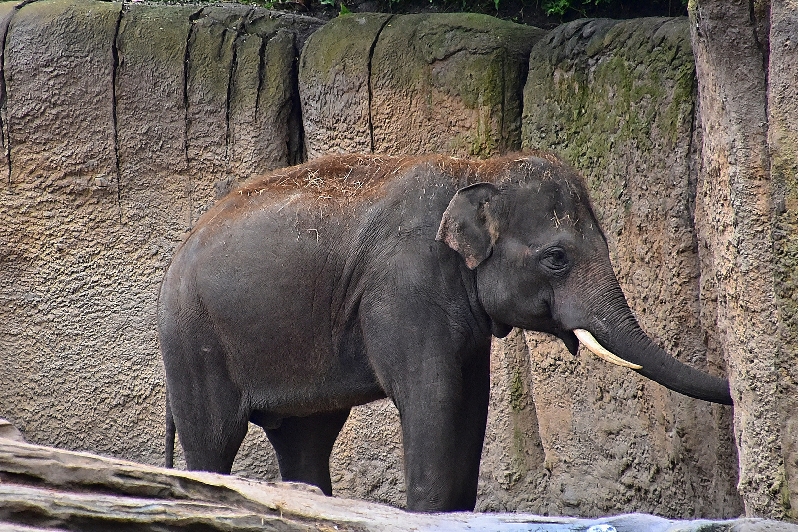 Asiatischer Elefant (Elephas maximus)