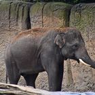 Asiatischer Elefant (Elephas maximus)