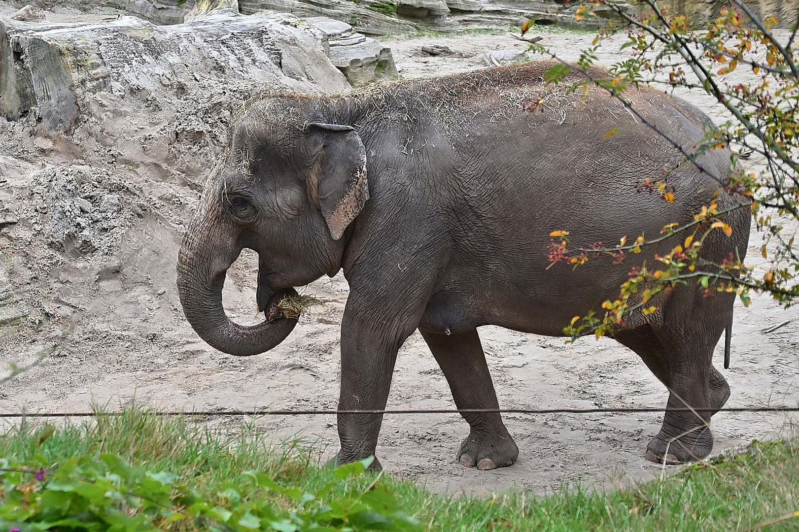 Asiatischer Elefant (Elephas maximus)