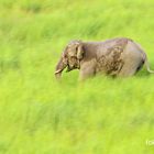 Asiatischer Elefant (Elephas maximus)