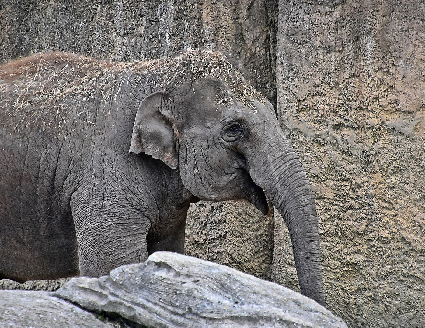 Asiatischer Elefant (Elephas maximus)