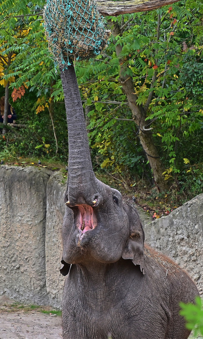 Asiatischer Elefant (Elephas maximus)