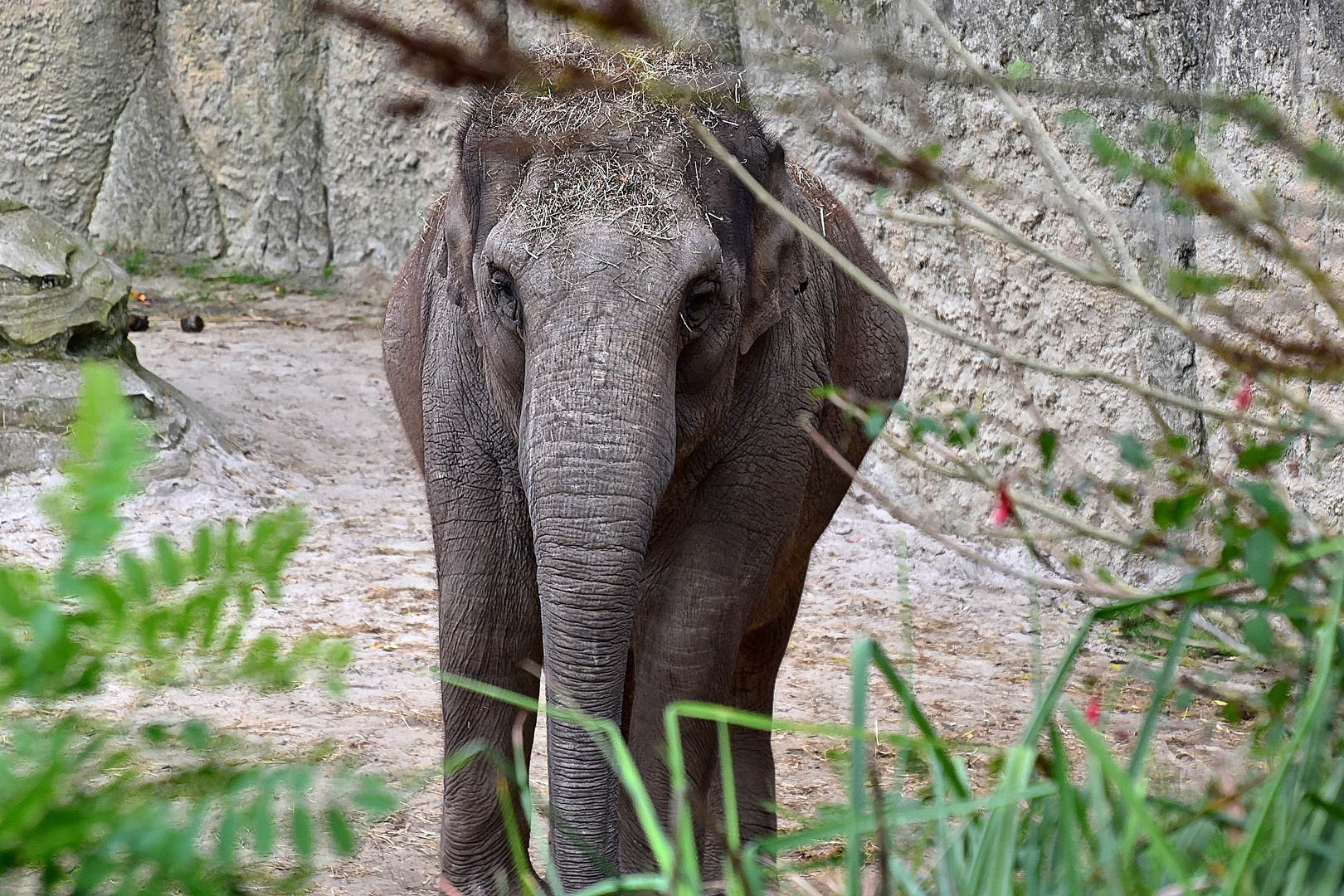 Asiatischer Elefant (Elephas maximus)