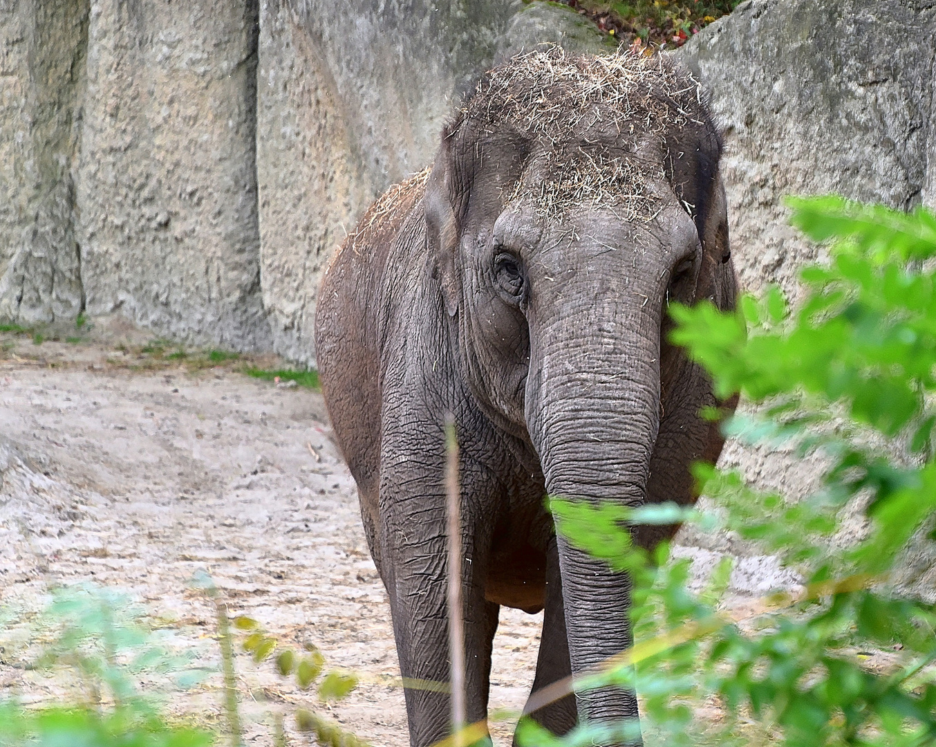 Asiatischer Elefant (Elephas maximus)