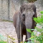 Asiatischer Elefant (Elephas maximus)