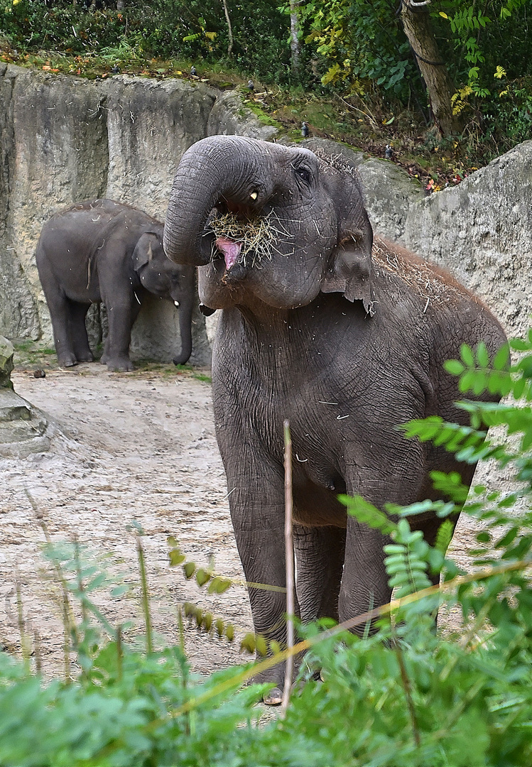 Asiatischer Elefant (Elephas maximus)