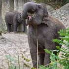 Asiatischer Elefant (Elephas maximus)