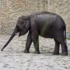 Asiatischer Elefant (Elephas maximus)