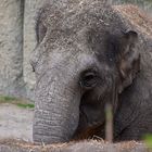 Asiatischer Elefant (Elephas maximus)