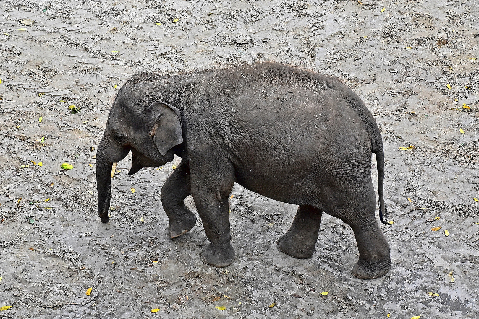 Asiatischer Elefant (Elephas maximus)