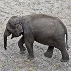 Asiatischer Elefant (Elephas maximus)