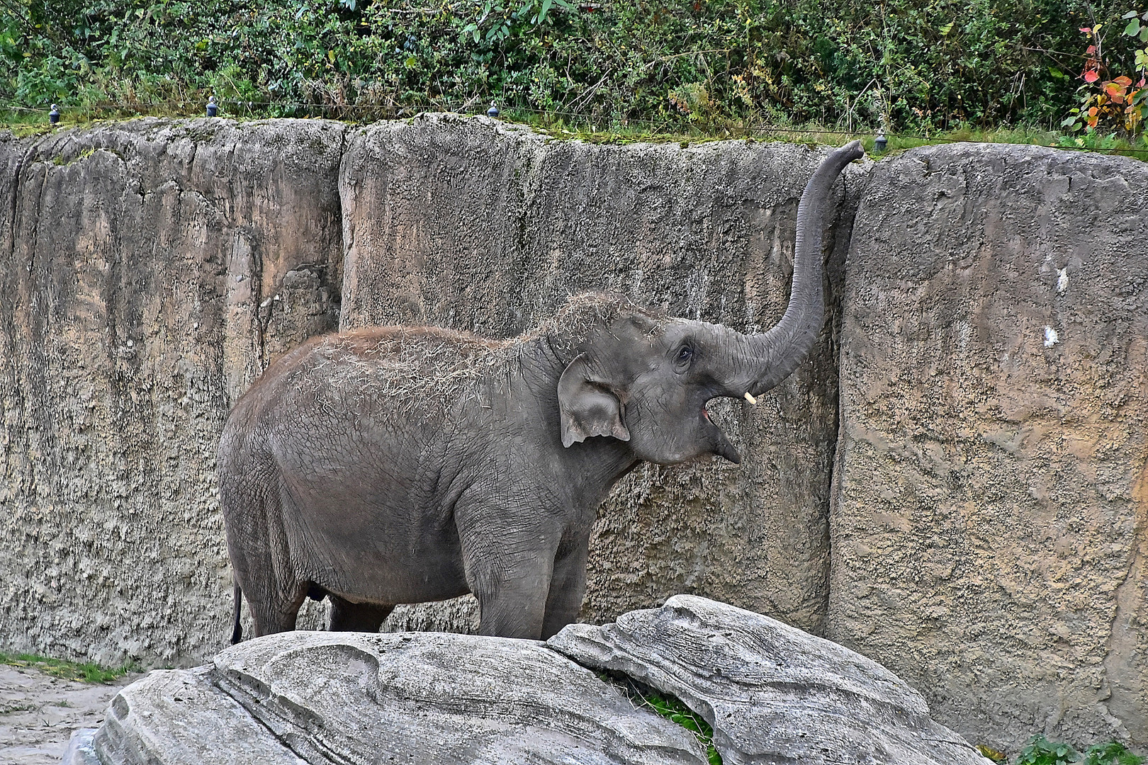 Asiatischer Elefant (Elephas maximus)