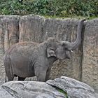 Asiatischer Elefant (Elephas maximus)