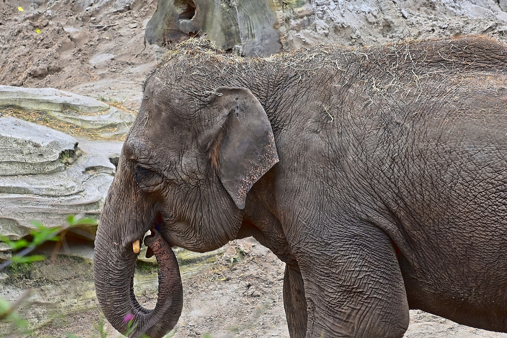 Asiatischer Elefant (Elephas maximus)