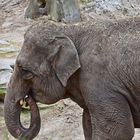 Asiatischer Elefant (Elephas maximus)