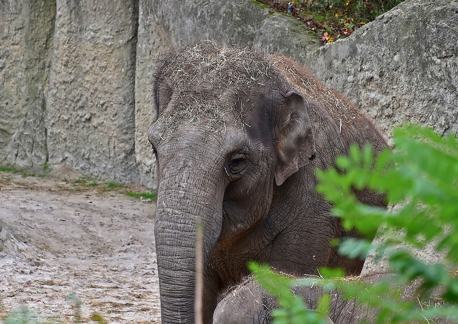 Asiatischer Elefant (Elephas maximus)