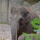 Asiatischer Elefant (Elephas maximus)