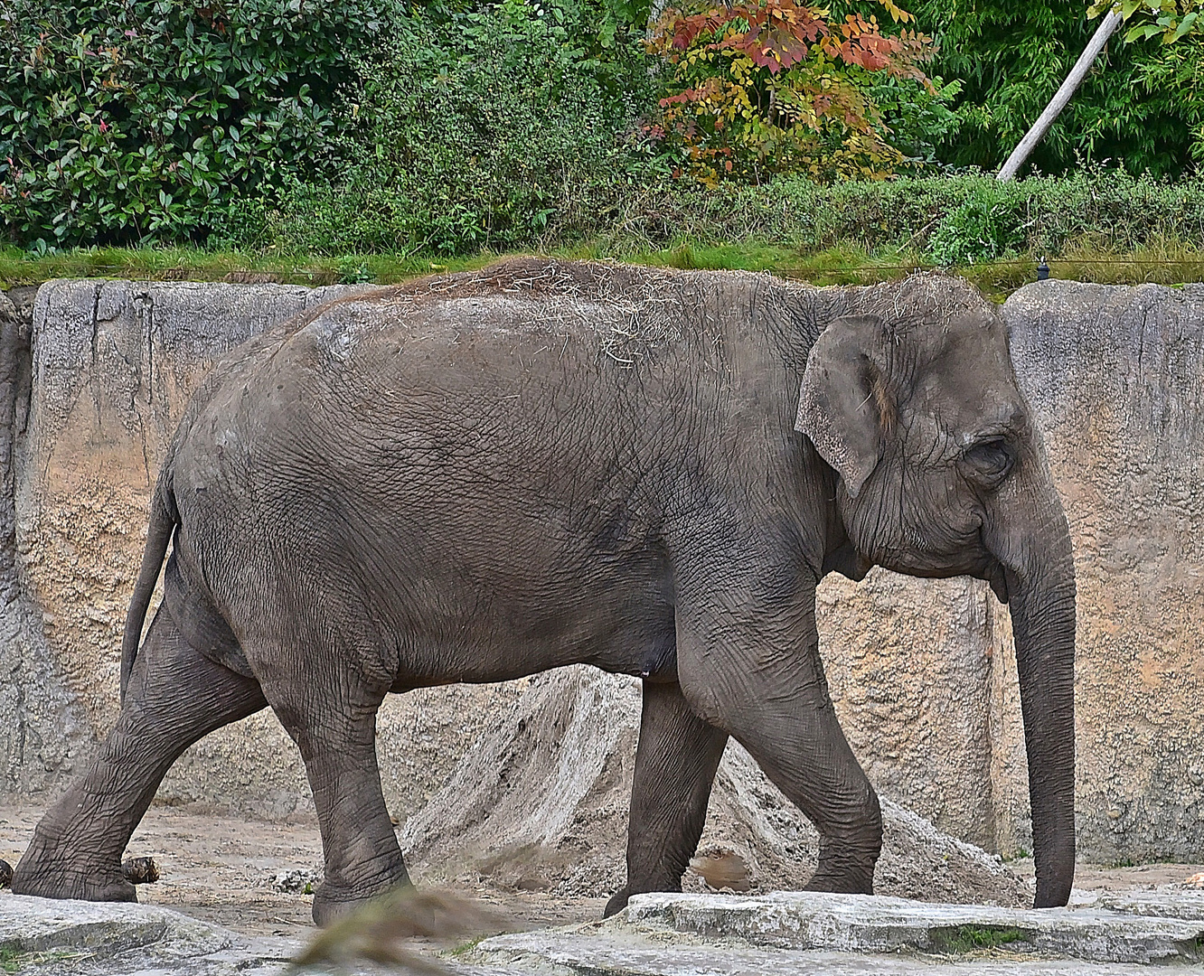 Asiatischer Elefant (Elephas maximus)