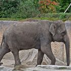 Asiatischer Elefant (Elephas maximus)