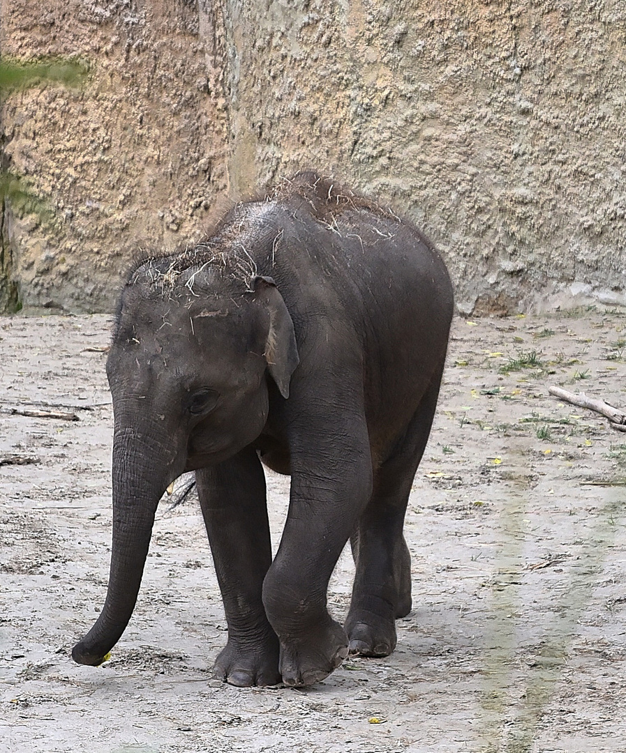 Asiatischer Elefant (Elephas maximus)