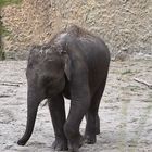 Asiatischer Elefant (Elephas maximus)