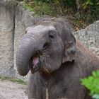 Asiatischer Elefant (Elephas maximus)