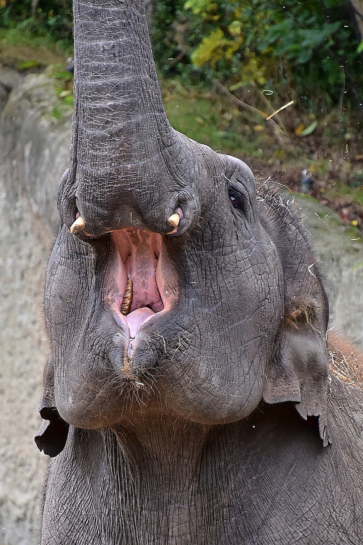 Asiatischer Elefant (Elephas maximus)