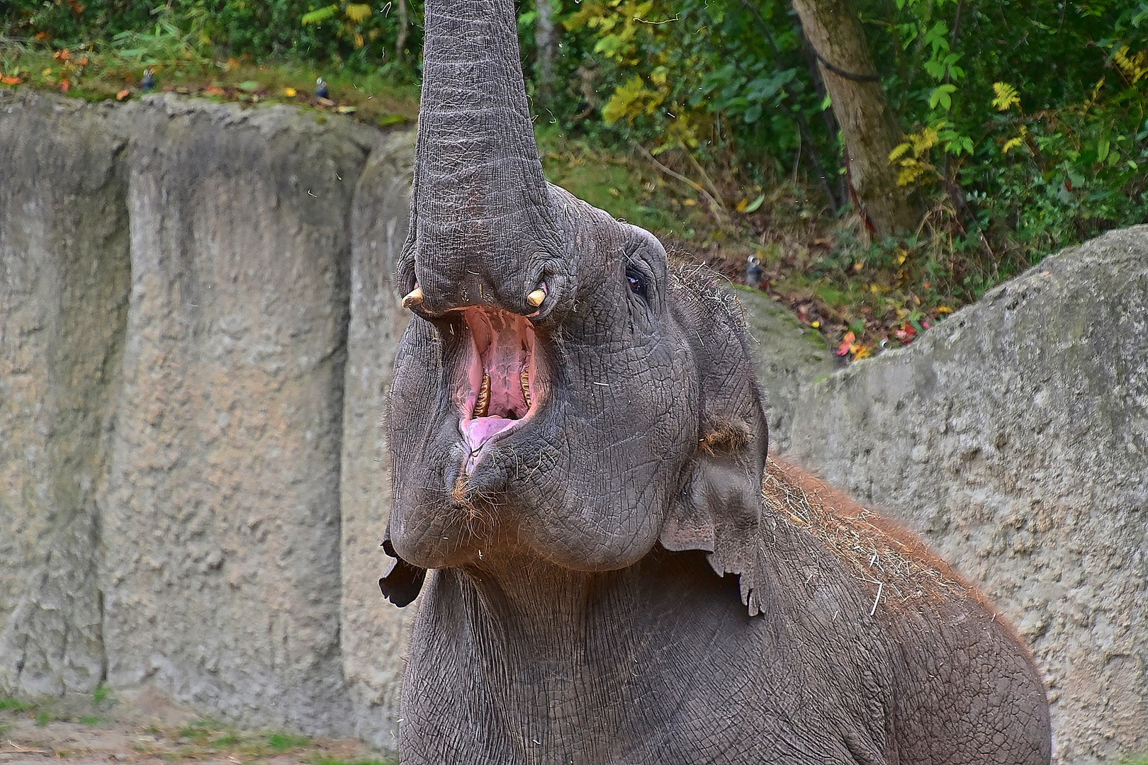  Asiatischer Elefant (Elephas maximus)