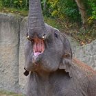  Asiatischer Elefant (Elephas maximus)