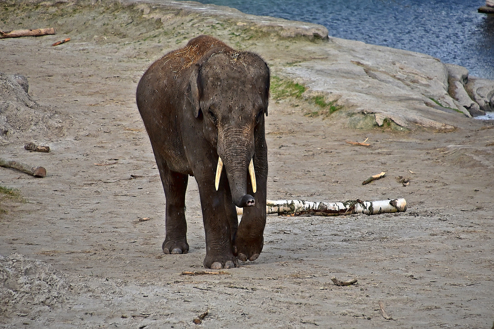 Asiatischer Elefant (Elephas maximus)