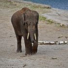 Asiatischer Elefant (Elephas maximus)