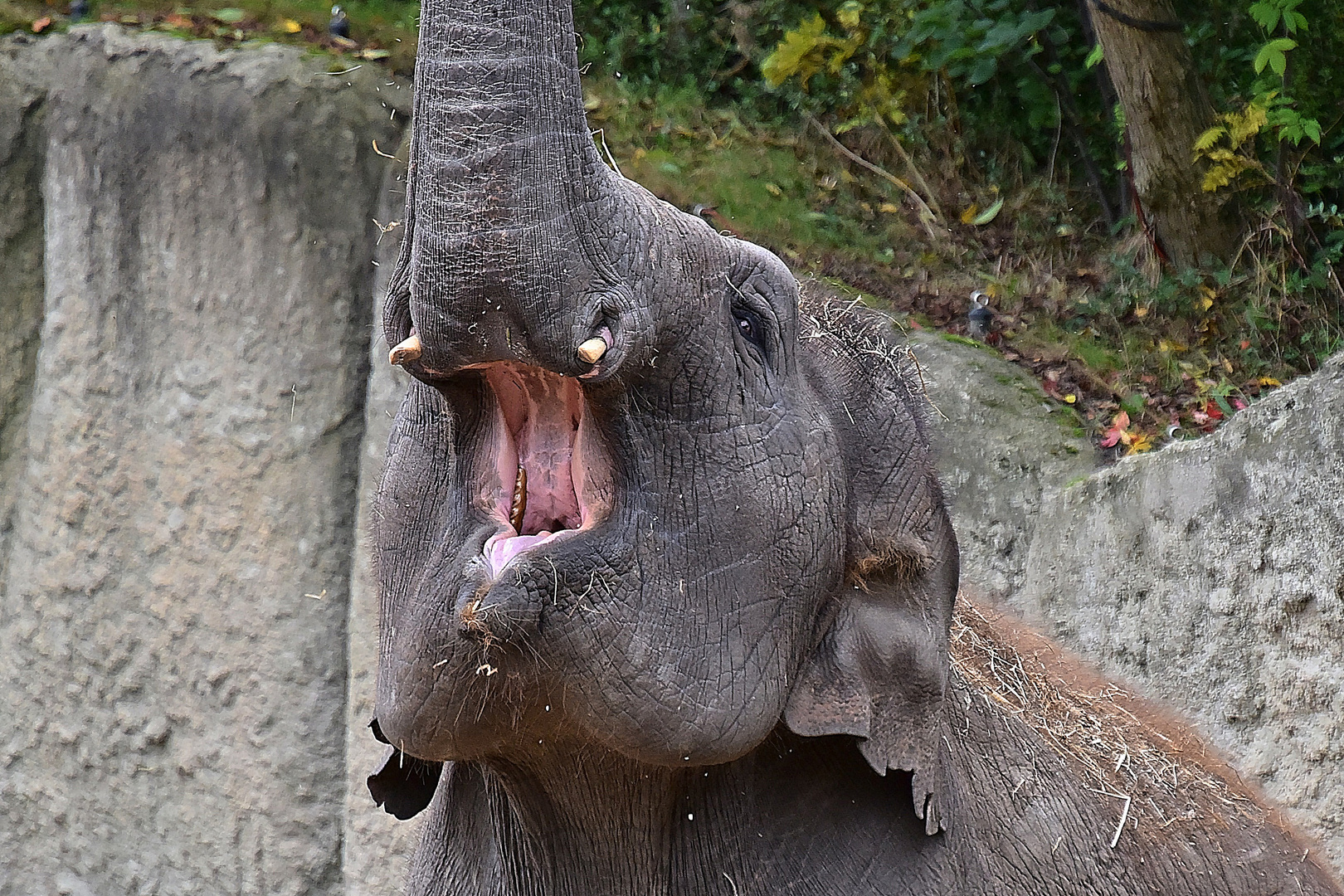 Asiatischer Elefant (Elephas maximus) 