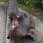 Asiatischer Elefant (Elephas maximus) 