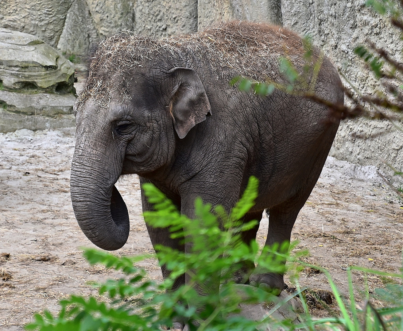 Asiatischer Elefant (Elephas maximus)