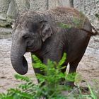 Asiatischer Elefant (Elephas maximus)