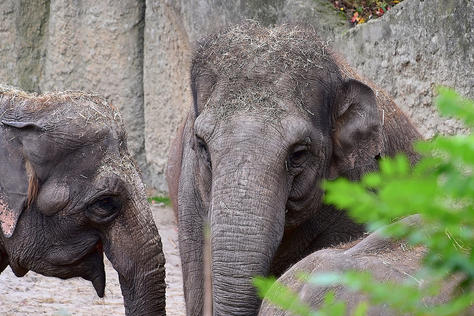 Asiatischer Elefant (Elephas maximus)