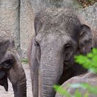 Asiatischer Elefant (Elephas maximus)