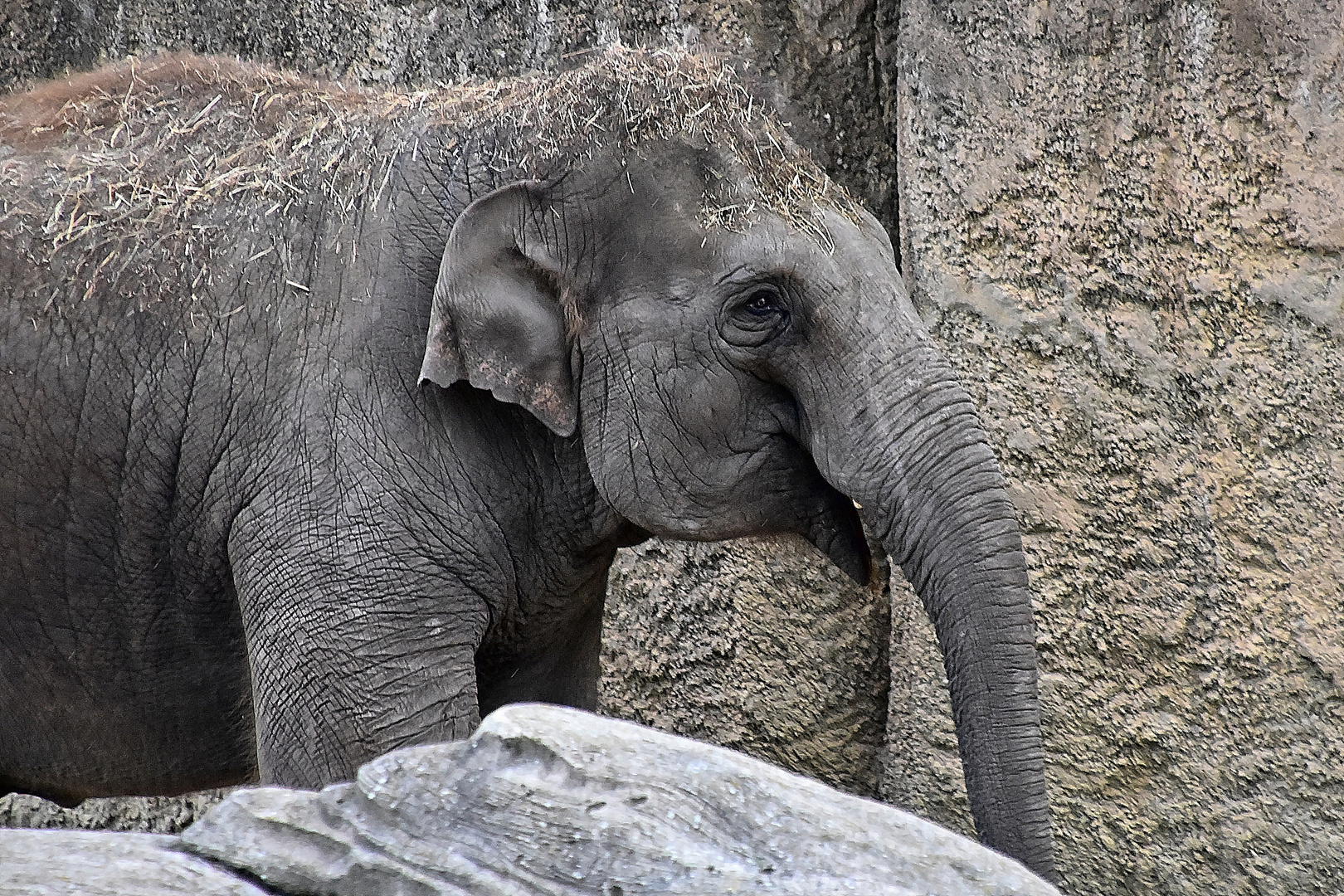 Asiatischer Elefant (Elephas maximus)