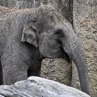 Asiatischer Elefant (Elephas maximus)