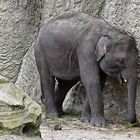 Asiatischer Elefant (Elephas maximus)