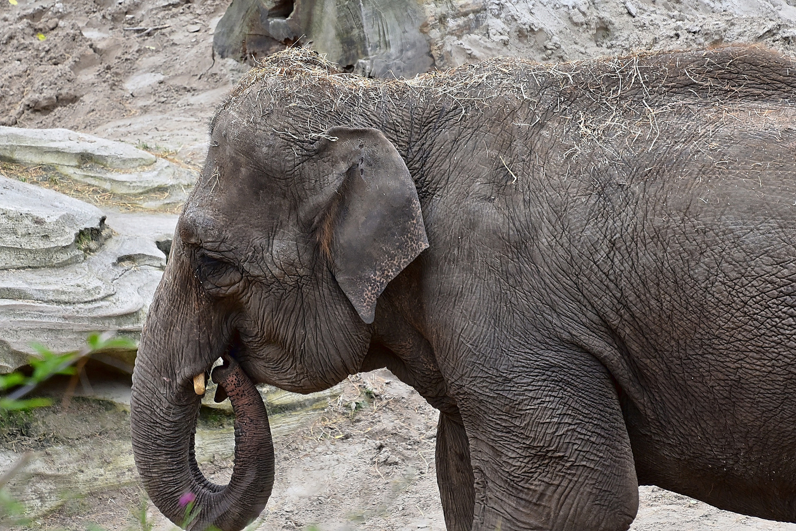 Asiatischer Elefant (Elephas maximus)